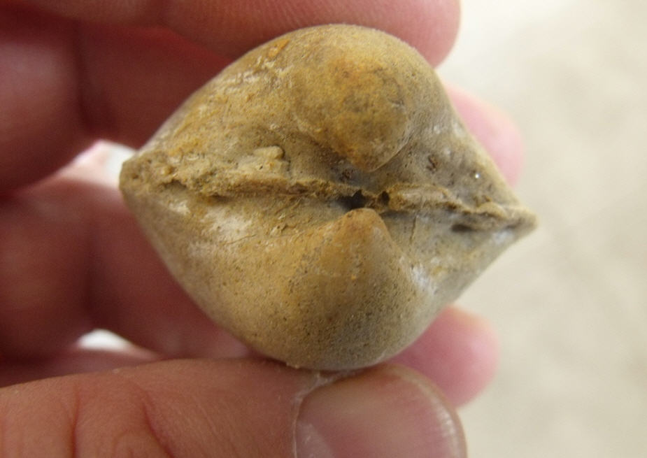 Identificazione Cardium